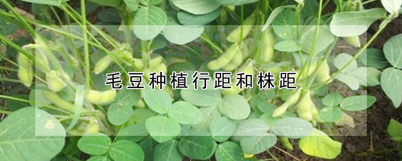 毛豆种植行距和株距