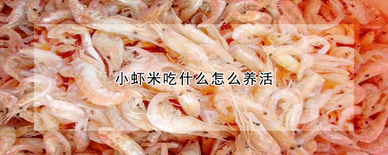小虾米吃什么怎么养活