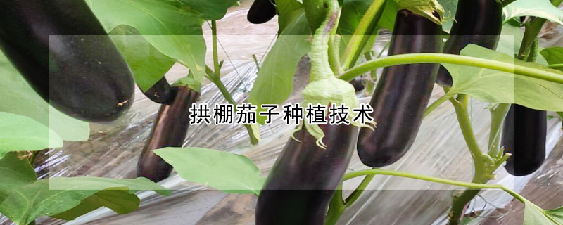 拱棚茄子种植技术
