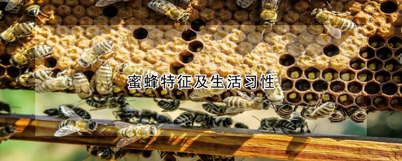 蜜蜂特征及生活习性
