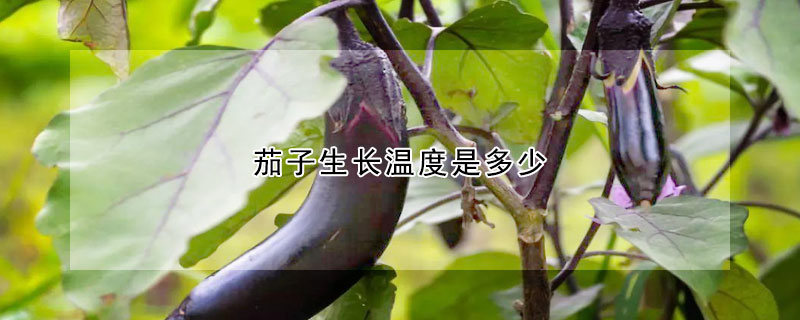 茄子生长温度是多少