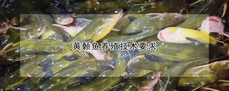 黄颡鱼养殖技术要求