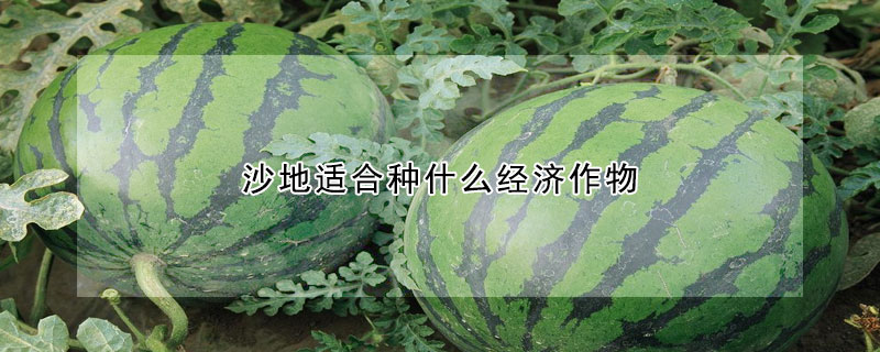 沙地适合种什么经济作物