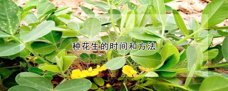 种花生的时间和方法