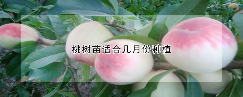 桃树苗适合几月份种植
