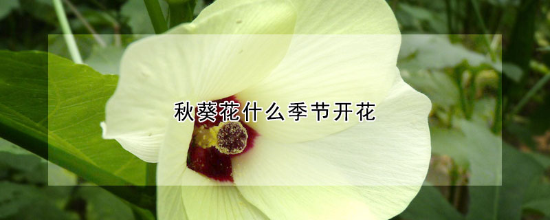 秋葵花什么季节开花