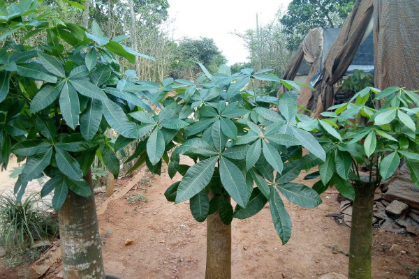 发财树种子的种植方法和注意事项