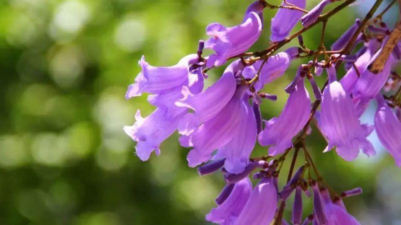 满树紫色的花是什么树