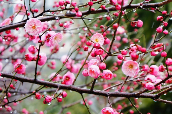 梅花长什么样