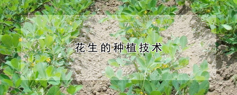 花生的种植技术