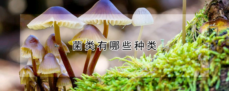 菌类有哪些种类