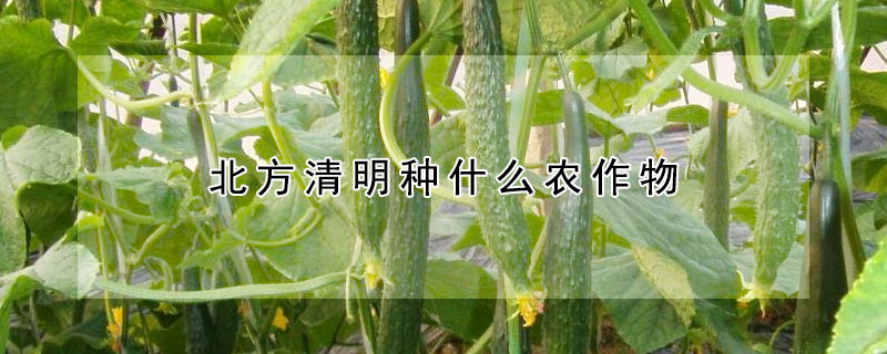 北方清明种什么农作物