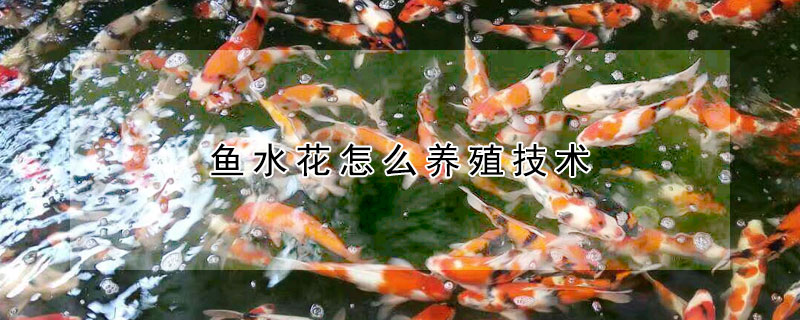 鱼水花怎么养殖技术