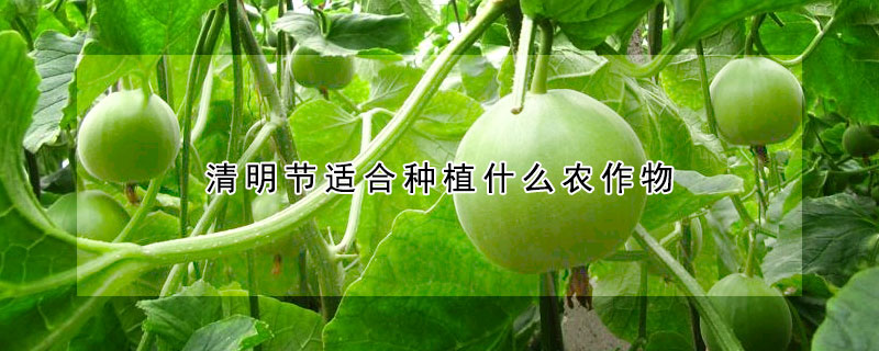 清明节适合种植什么农作物