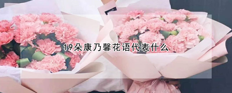 19朵康乃馨花语代表什么