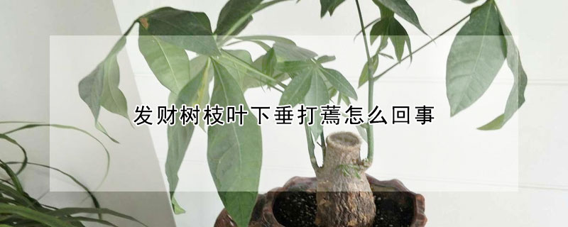 发财树枝叶下垂打蔫怎么回事