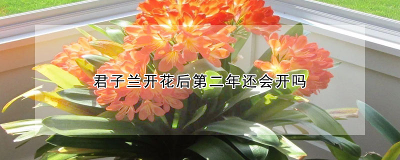 君子兰开花后第二年还会开吗