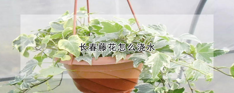 长春藤花怎么浇水