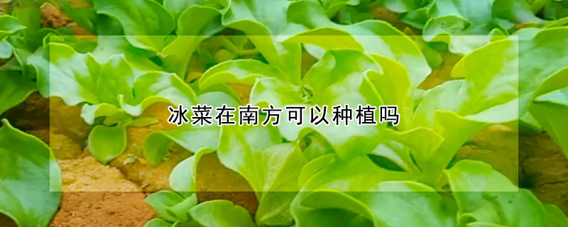 冰菜在南方可以种植吗