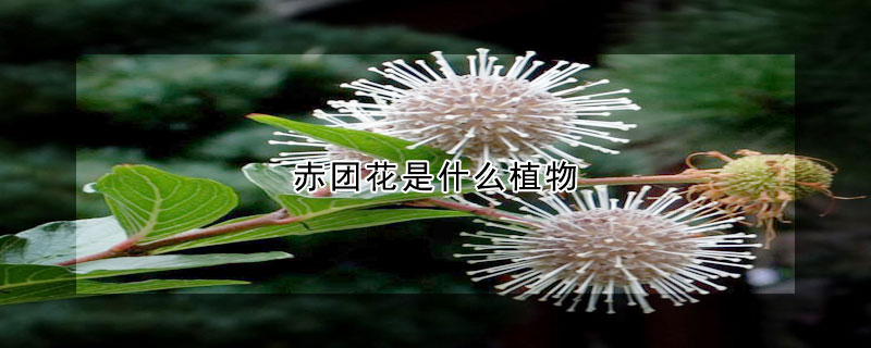 赤团花是什么植物