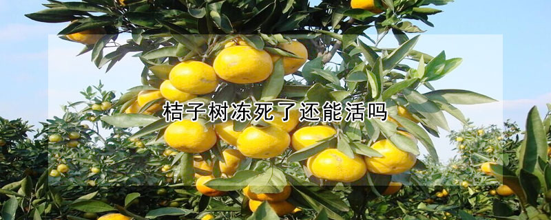 桔子树冻死了还能活吗