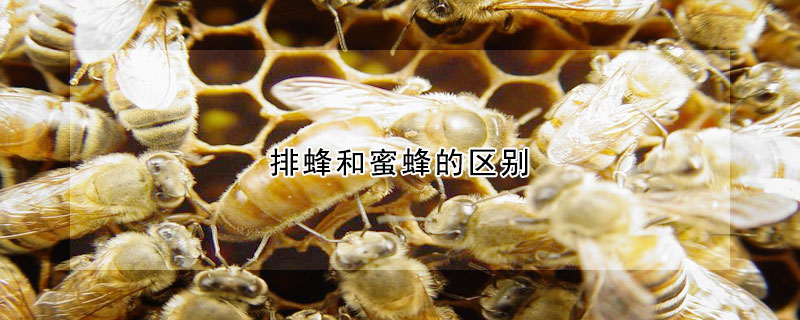 排蜂和蜜蜂的区别