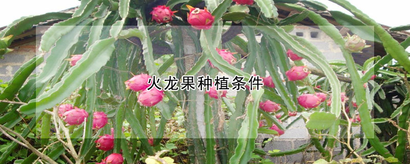 火龙果种植条件