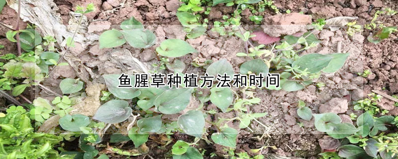 鱼腥草种植方法和时间