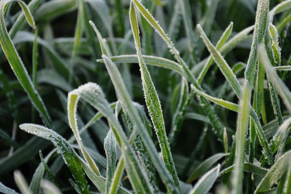 麦青是什么植物