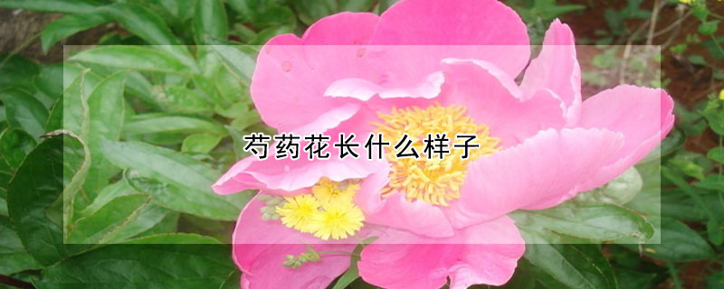 芍药花长什么样子