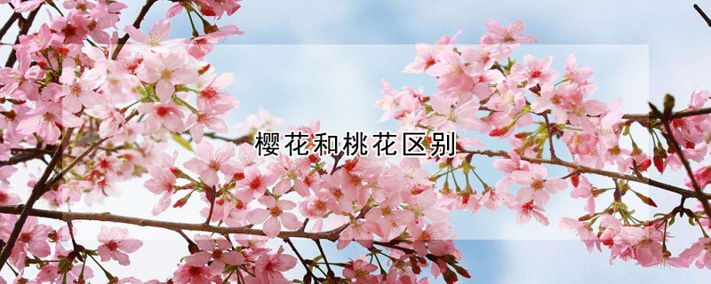 樱花和桃花区别