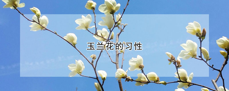 玉兰花的习性