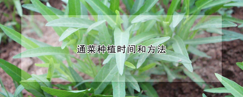 通菜种植时间和方法