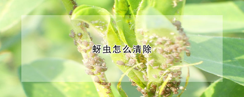 蚜虫怎么清除