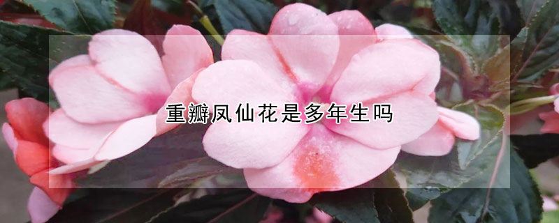 重瓣凤仙花是多年生吗