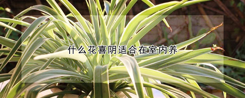 什么花喜阴适合在室内养