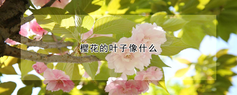 樱花的叶子像什么