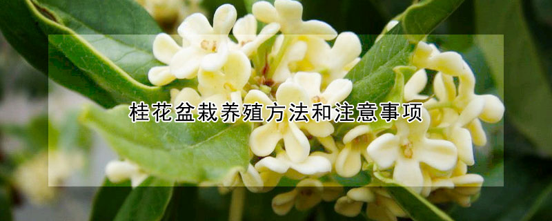 桂花盆栽养殖方法和注意事项