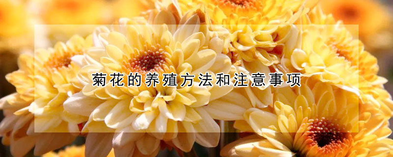 菊花的养殖方法和注意事项