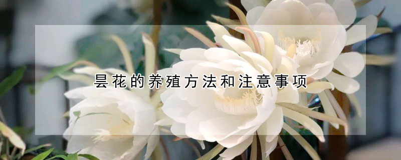 昙花的养殖方法和注意事项