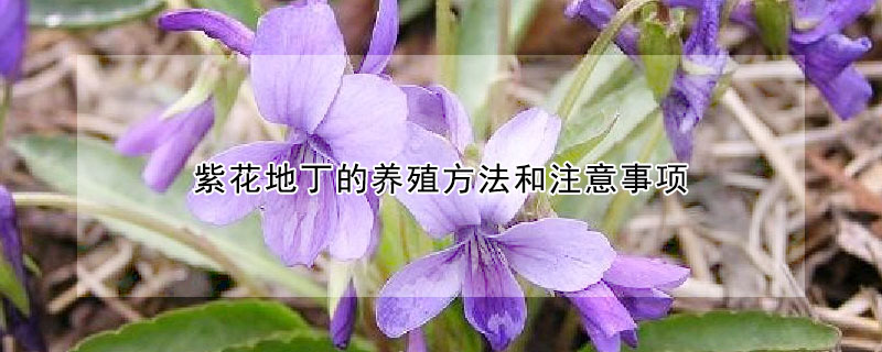 紫花地丁的养殖方法和注意事项