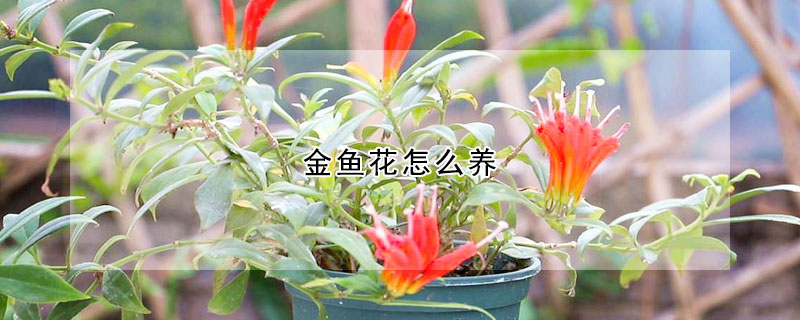 金鱼花怎么养