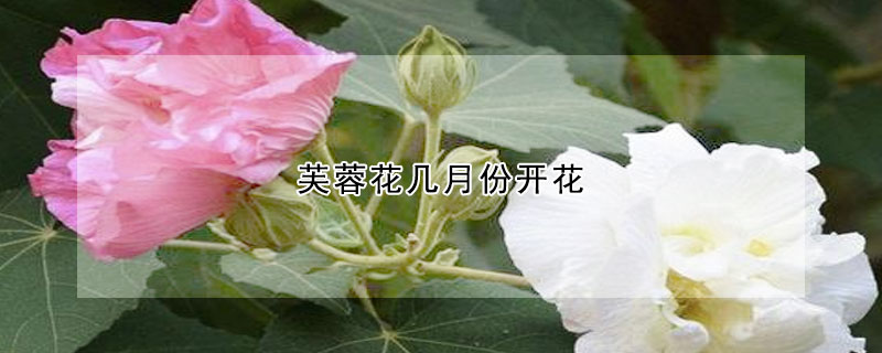 芙蓉花几月份开花