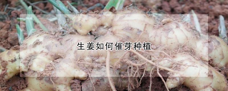 生姜如何催芽种植