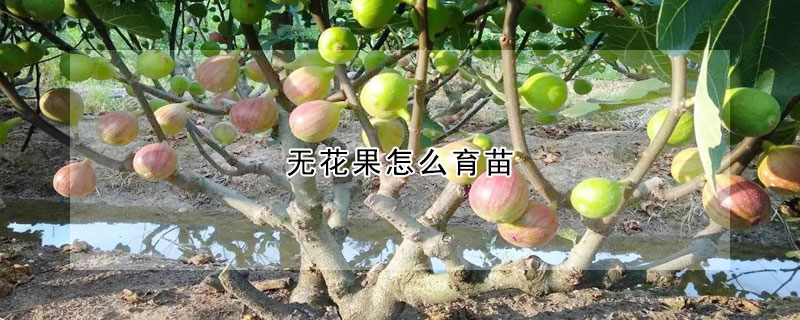 无花果怎么育苗