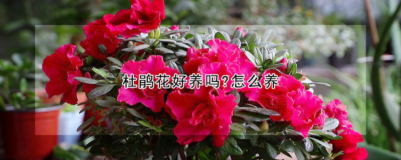 杜鹃花好养吗?怎么养