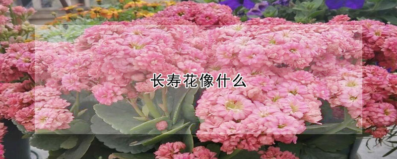 长寿花像什么