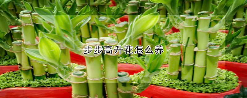 步步高升花怎么养