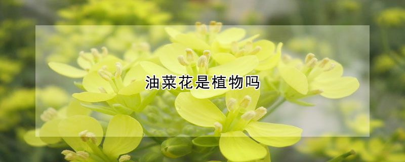 油菜花是植物吗