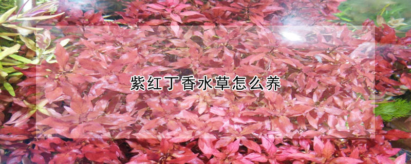 紫红丁香水草怎么养